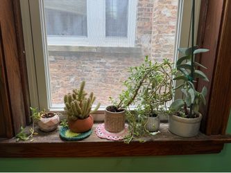 Plant sale !! $10/each