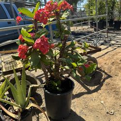 Tropical Hibiscus (Corona Del Rey) 5 Gal