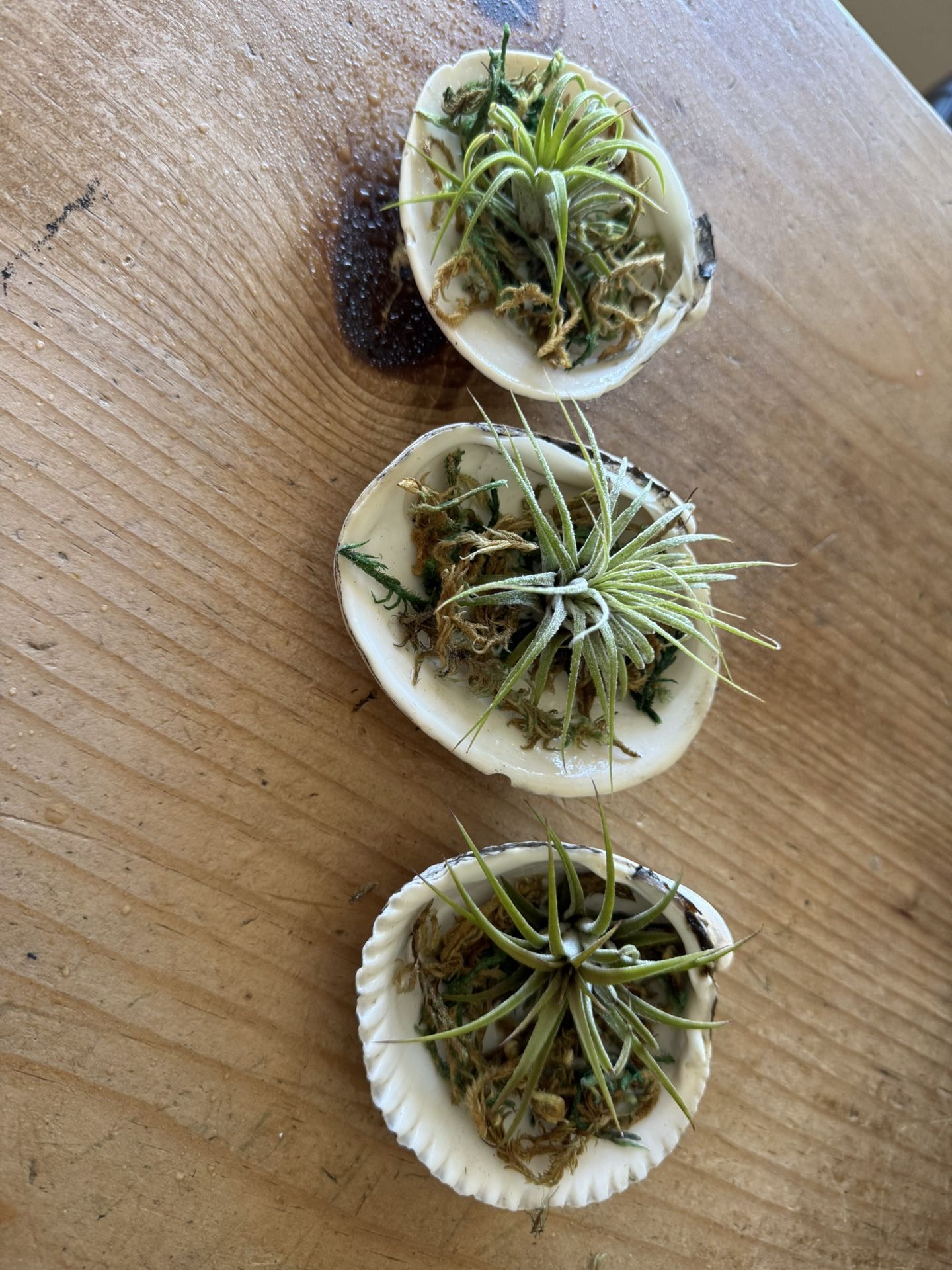 Air Plants In Shell $6 Each