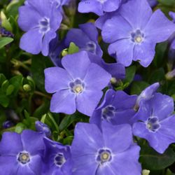 Creeping Myrtle Periwinkle Vinca Vines Flowering Plants Ground Vine plant  