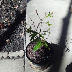 Bonita planta de Granada lista para trasplantar $22 Dlls