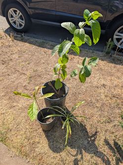Guava Tree and Avocado Tree