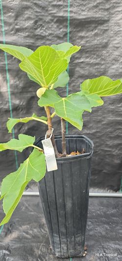 🌿 Rare BNR Fig Tree with Fruit! | Air-Layered | 2-Gallon Tall Pot 🌿 $150