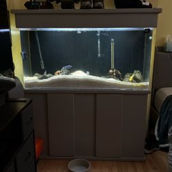 Fish Tank 