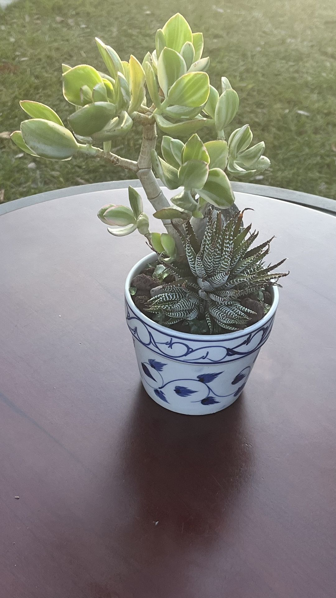 Very Healthy Tricolor Jade Plant And Zebra Plant In Ceramic Vase