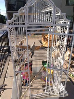 🦜 Parrot Cage With Some Feed, Everything You See