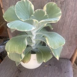 Succulent In Ceramic Pot