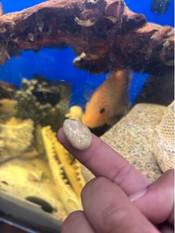 Gold nuggets 10.3