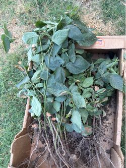FREE blackberry vines (LOTS )