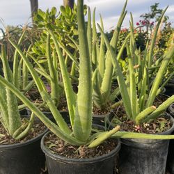 Aloe Vera 