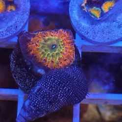 Reef Tank Decor Ironman Blasto