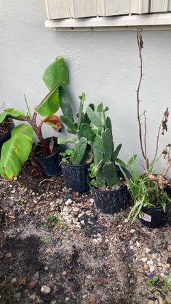 Plantas