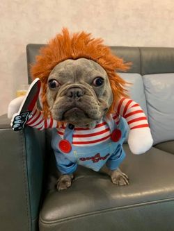 Dog chuky costume