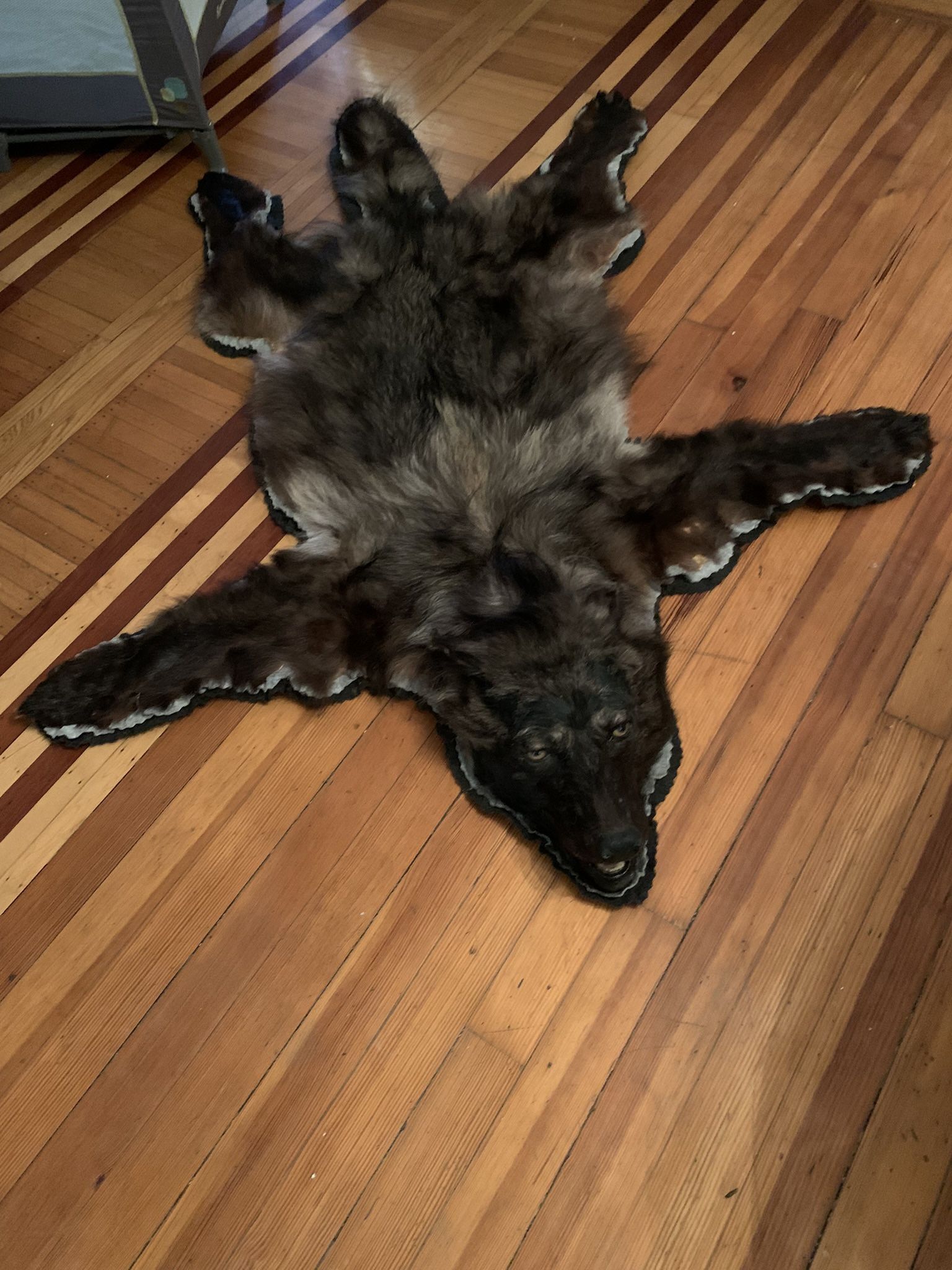 Taxidermy Animal Sale!! MAKE ME SOME OFFERS