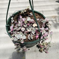 Pot 8inch String Of Heart Variegated