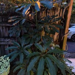 Six Foot Umbrella Plant Schefflera