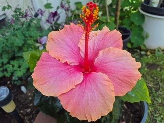Large Flower Hibiscus