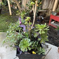 Large Beautiful Succulent Planter