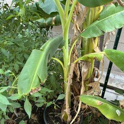 Banana Plant 