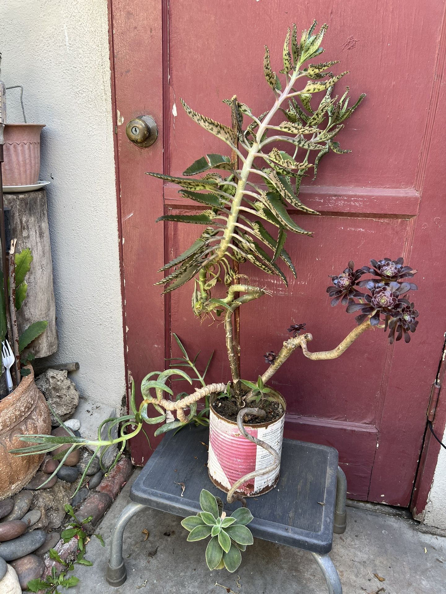 Succulents