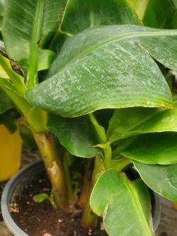 Musa dwarf fruiting banana tree (4 left)