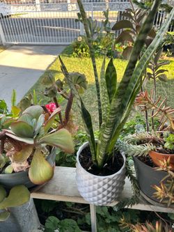 Planta