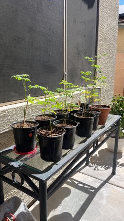 Moringa trees