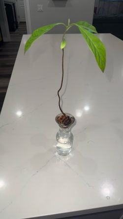 Avocado Tree