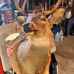 Mounted 13 Point Deer head