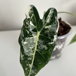 Alocasia Frydek Variegated