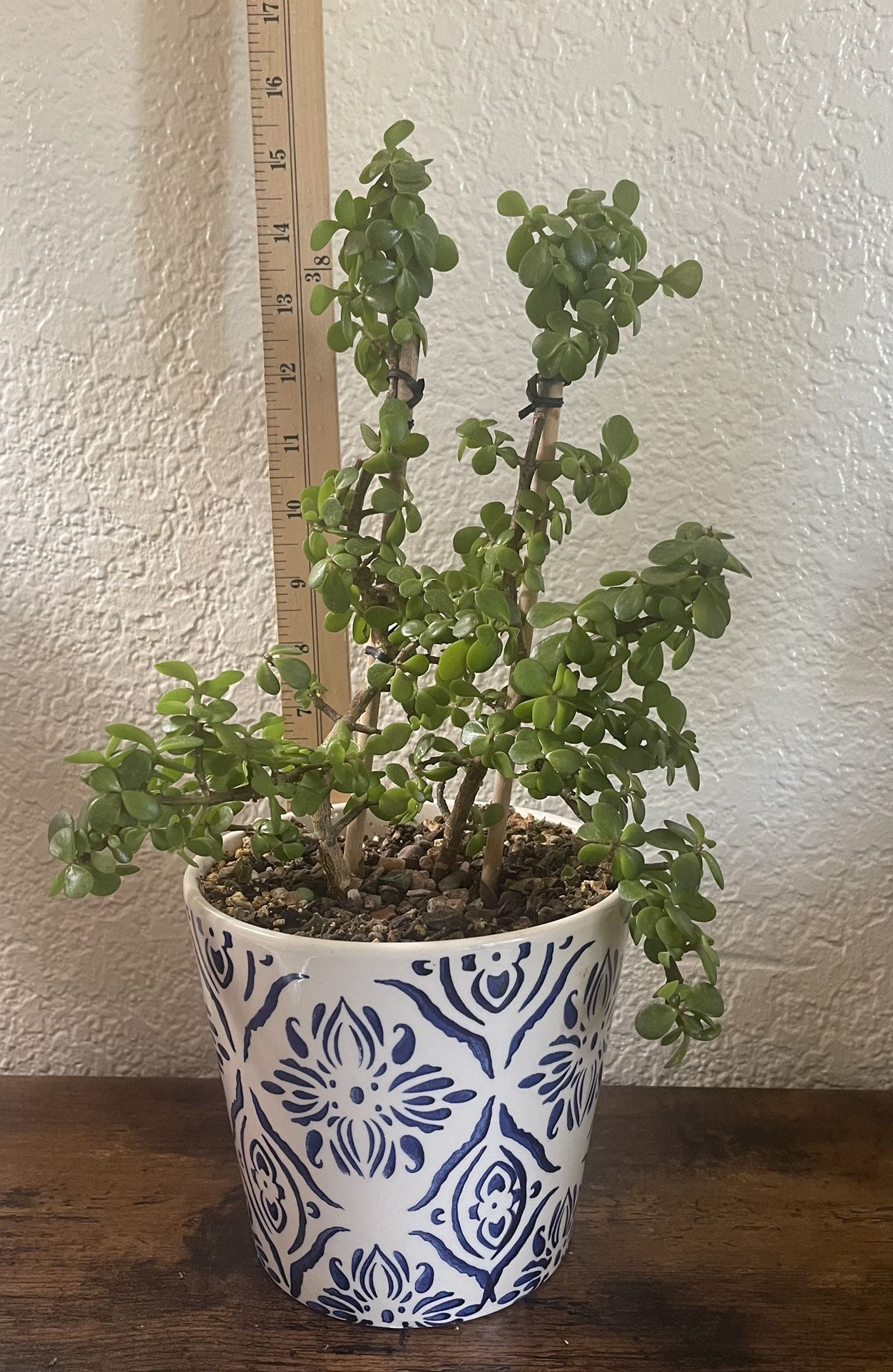 Portulacaria Afra (live succulent plant)
