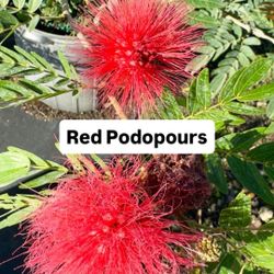 ❤️ Plant: Red Podopours