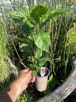 Carolina Reaper Hot Chili Pepper Plants