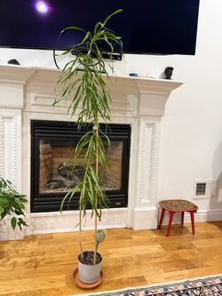 Ficus maclellandii “Alii” is an elegant house plant grown as a tree with long graceful shiny green leaves. Originally grown in Hawaii, and now also na