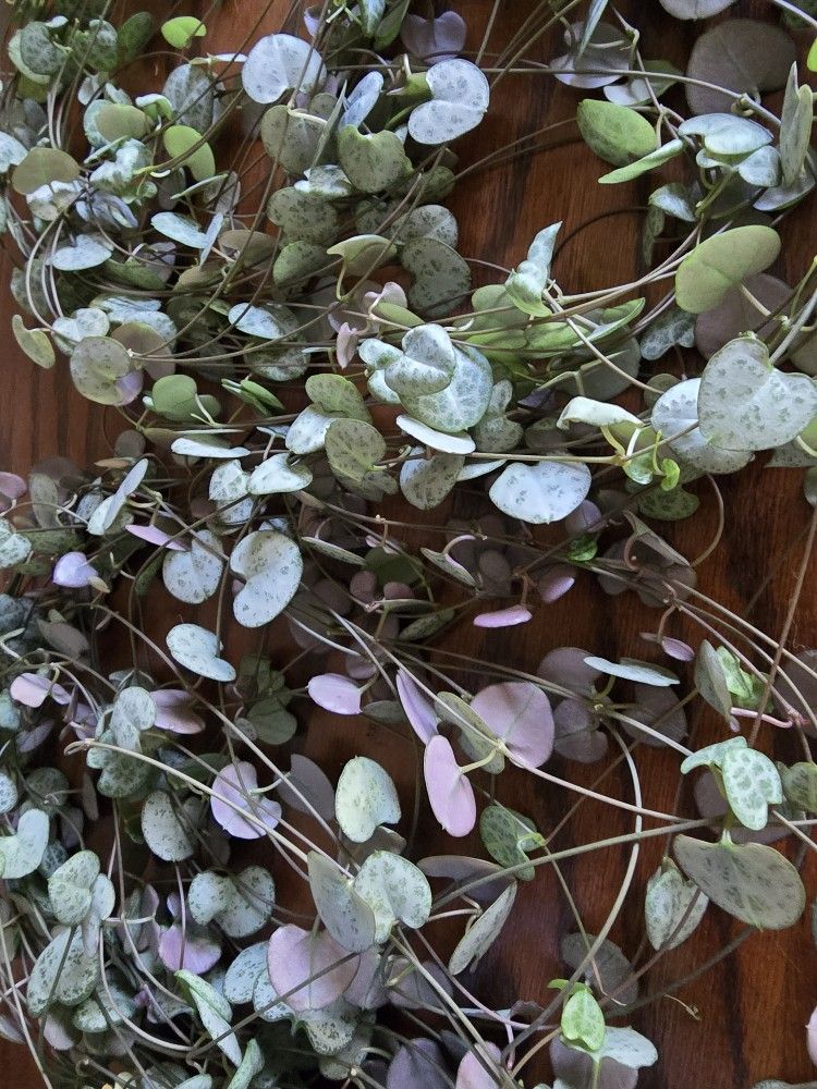 String Of Heart 