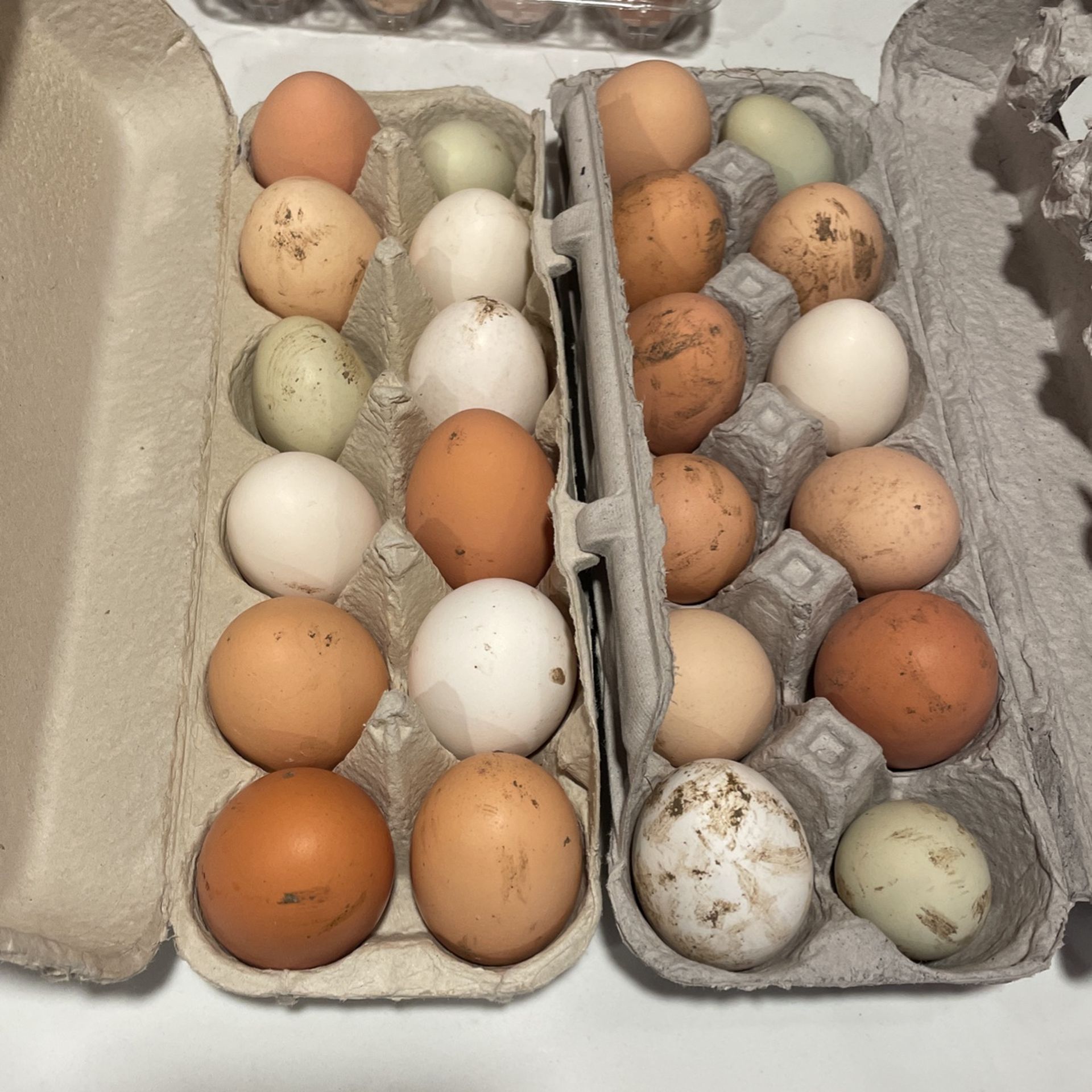 Chicken Eggs And Duck Eggs For Sale