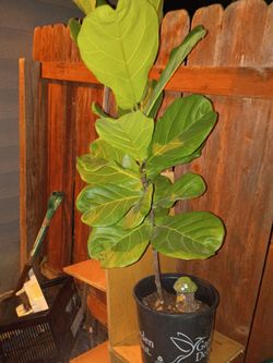 Indoor plant