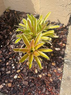 Try colored Bromeliad