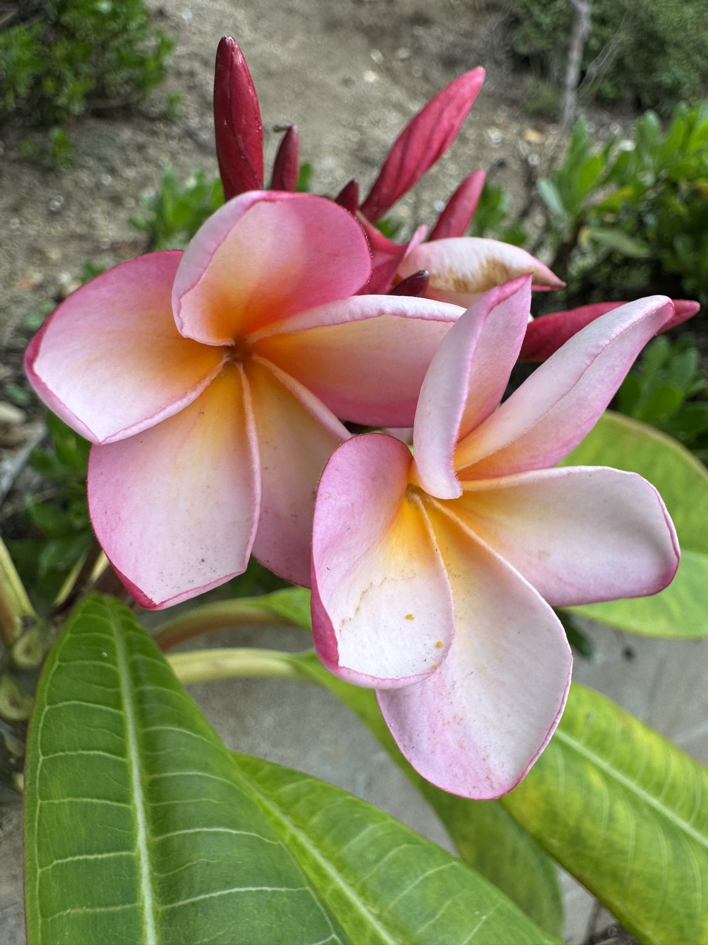 Potted Plumeria