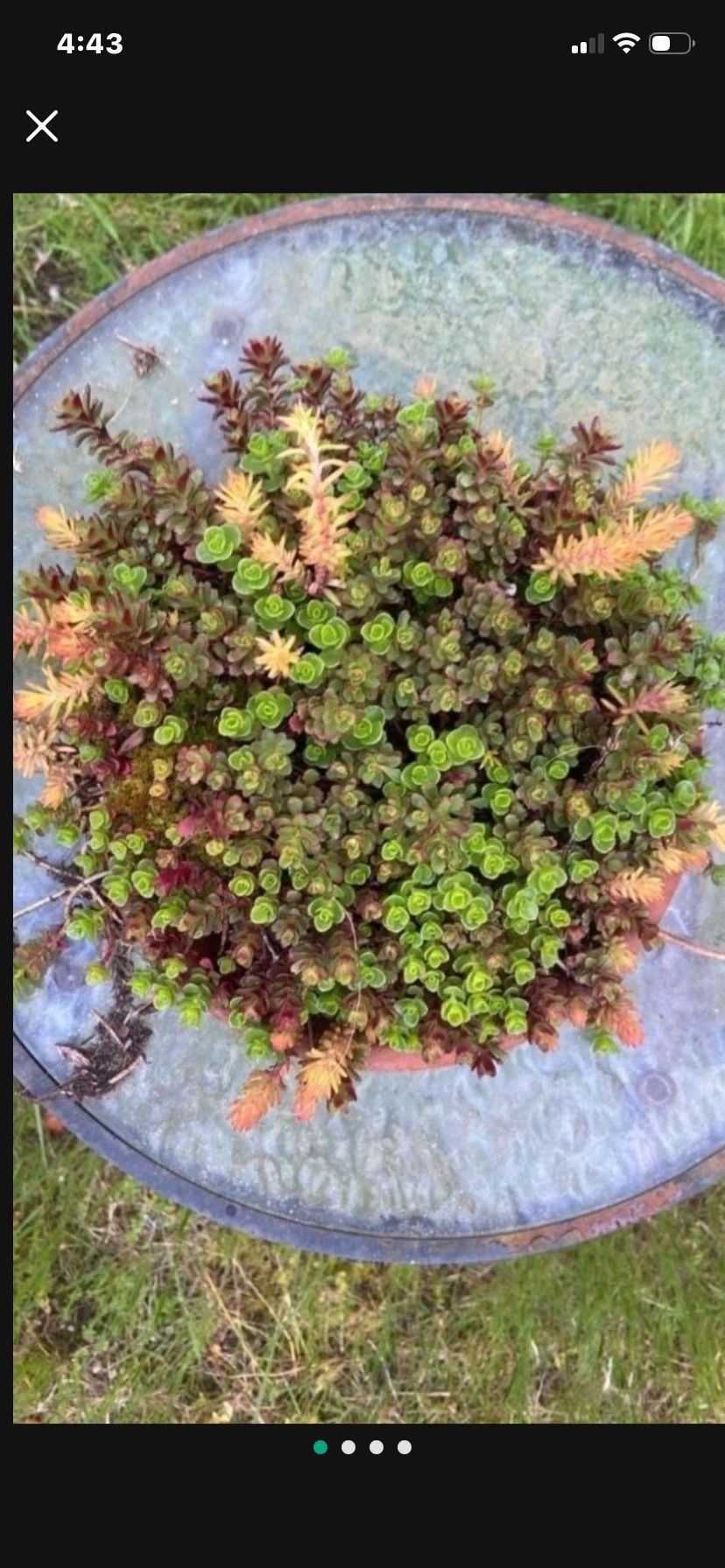 Gorgeous Sedum/succulent Display In Clay Saucer
