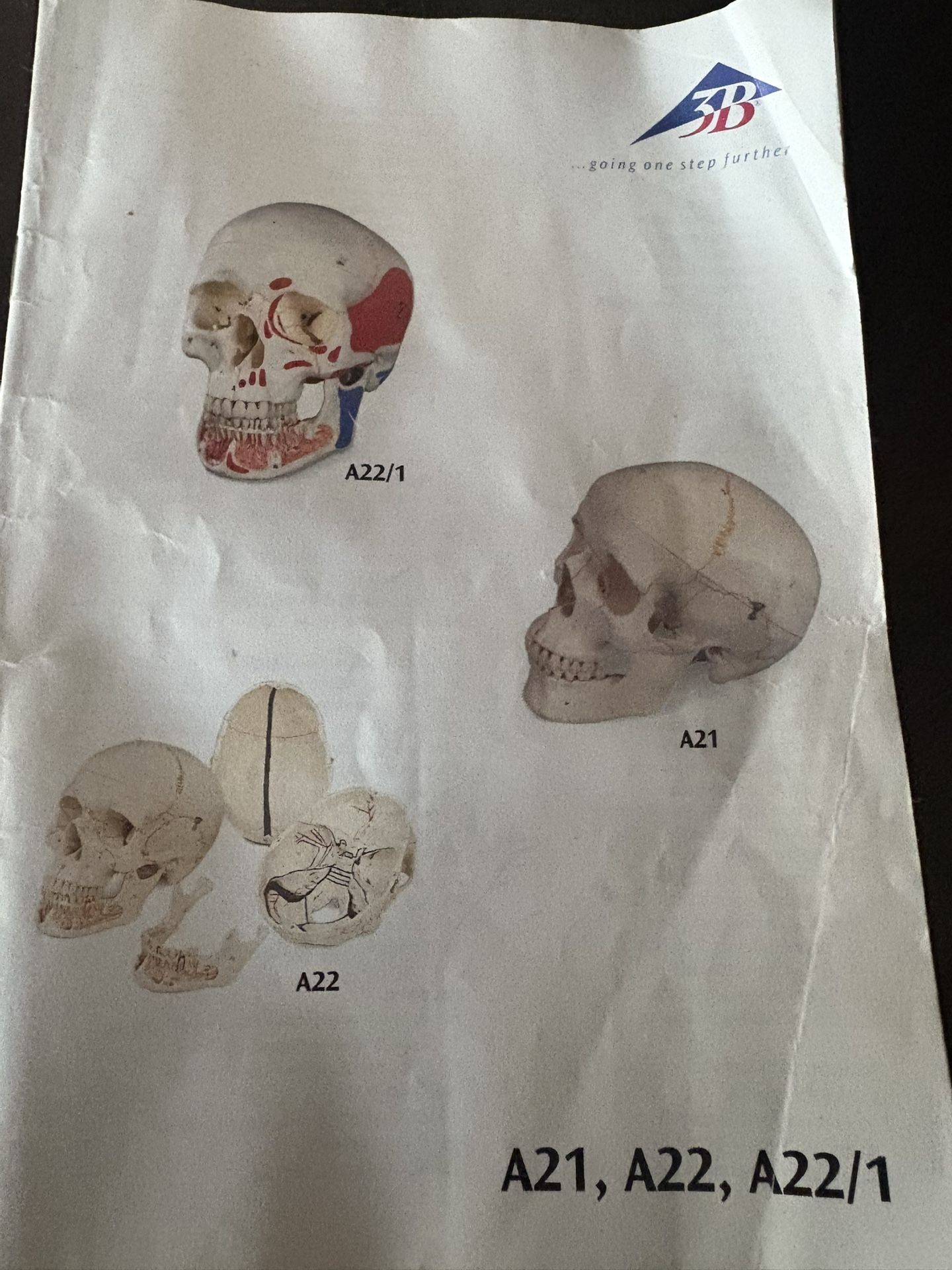 Anatomy