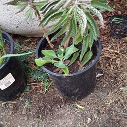 Kalanchoe O Mala Madre 