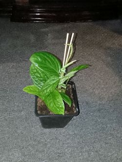 Monstera Peru