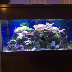 180 Gallon Fish Tank For Sale