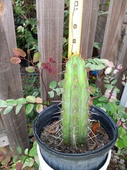 7" San Pedro Bolivian Torch $30 Trichcereus Pachanoi Ship Bareroot  $10 Or Deltona, Fl Pickup 