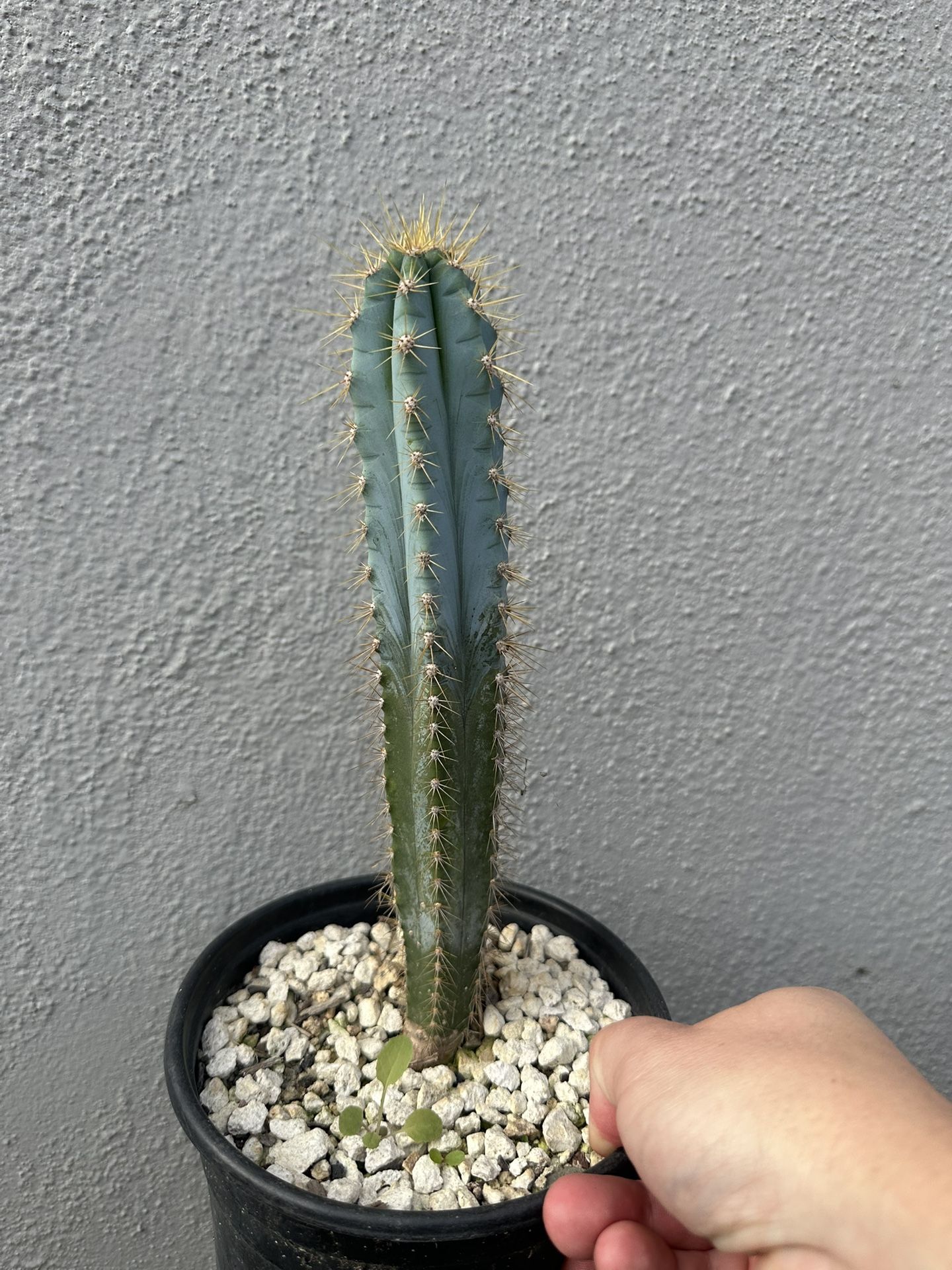Blue Torch Cactus Pilosocereus pachycladus