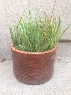 Yellow Flowering Drought Tolerant succulent Plant Bulbine