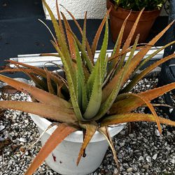 Big Aloe Plant. 