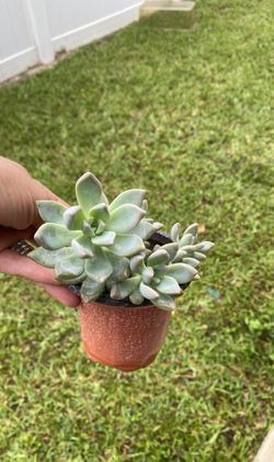 Echeveria Succulents Plants