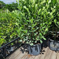 Clusias About 5 Feet Tall Instant Privacy Plants Green Fencing Privacy Hedges 